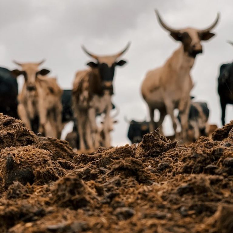 Is Horse Manure Good For Garden? HowTo Gardener's Guide