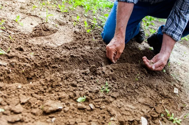 planting in soil