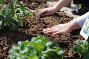hands on soil and plants in sunlight