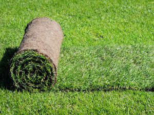 garden lawn turf roll