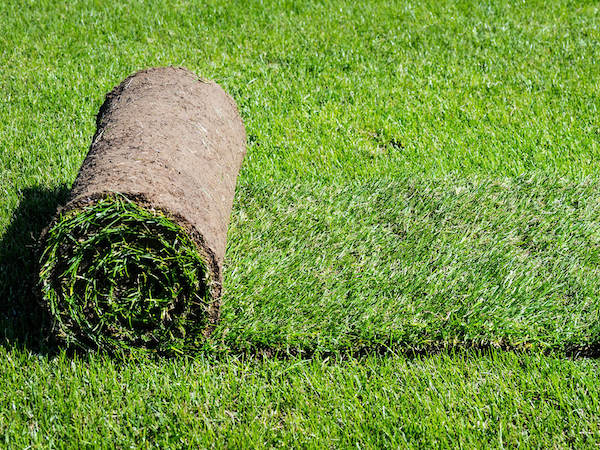 garden lawn turf roll