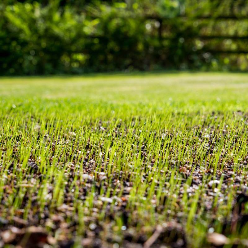 grass seeding