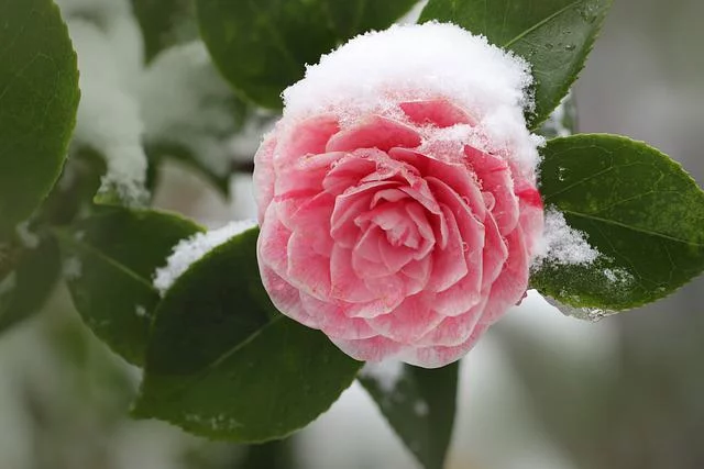 frosty rose flower in winter