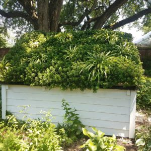 Garden shed green roof