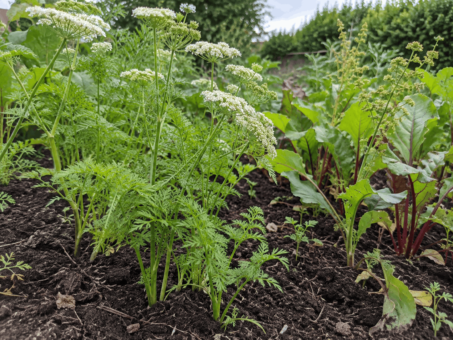 vegetable-patch-growing-alsoils-compost