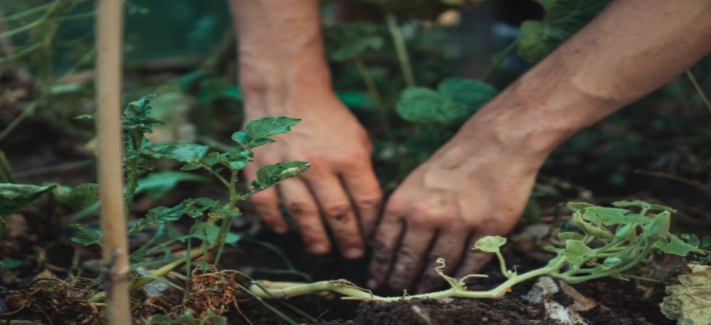 hands preparing soil for bulb planting