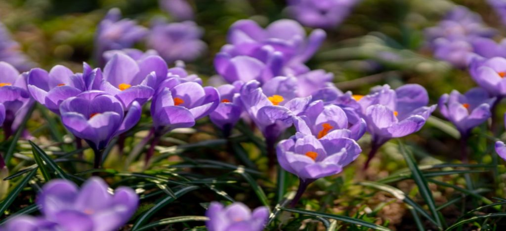 crocus flowers in full bloom