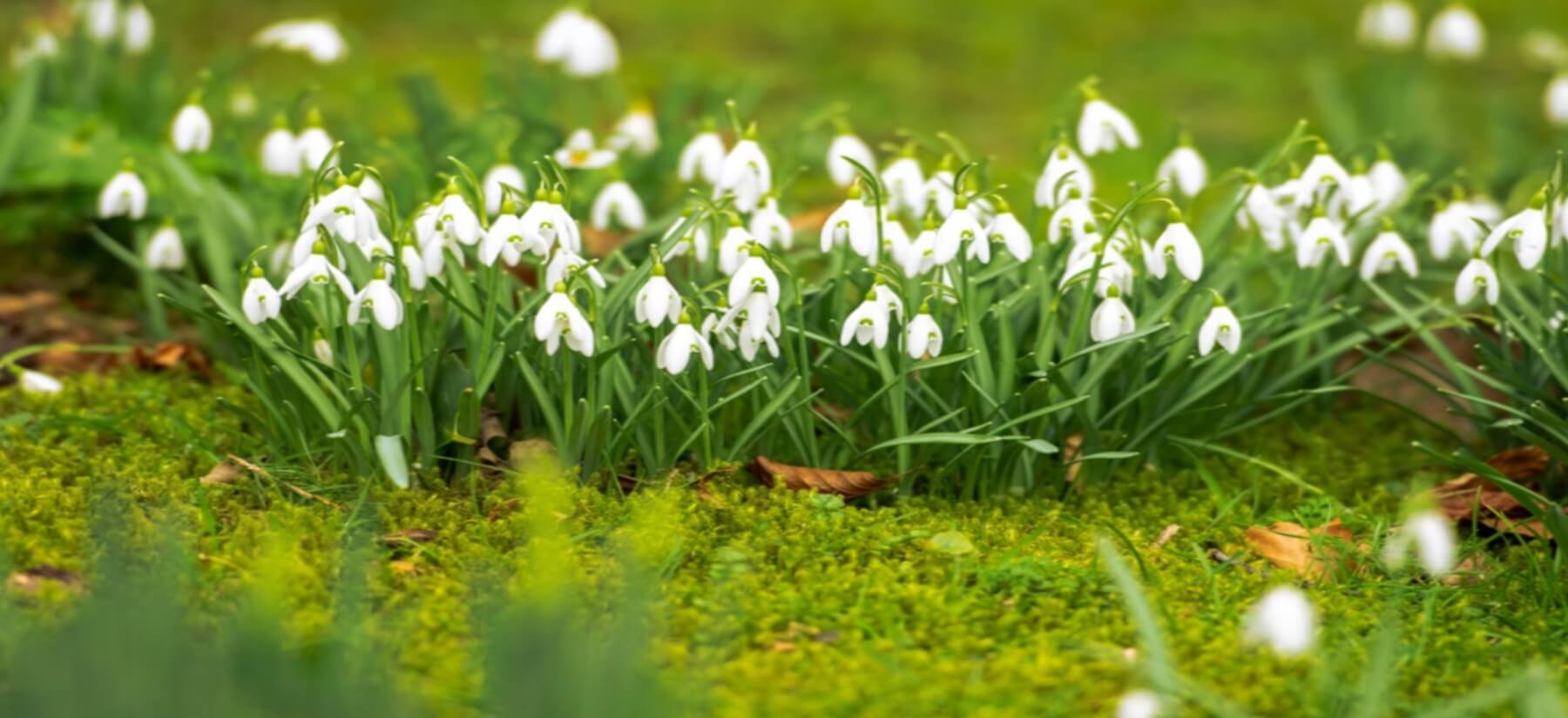 a cluster of spring plants in bloom