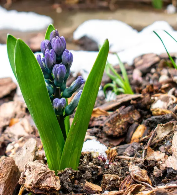 Some bark on the ground with a flower