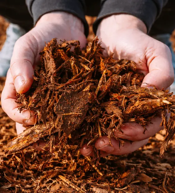 Mulch in hands
