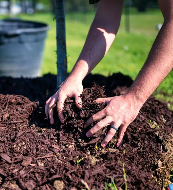 Planting a tree with mulch