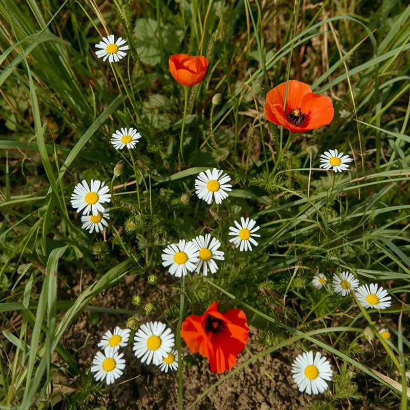 wild_flower_top_soil
