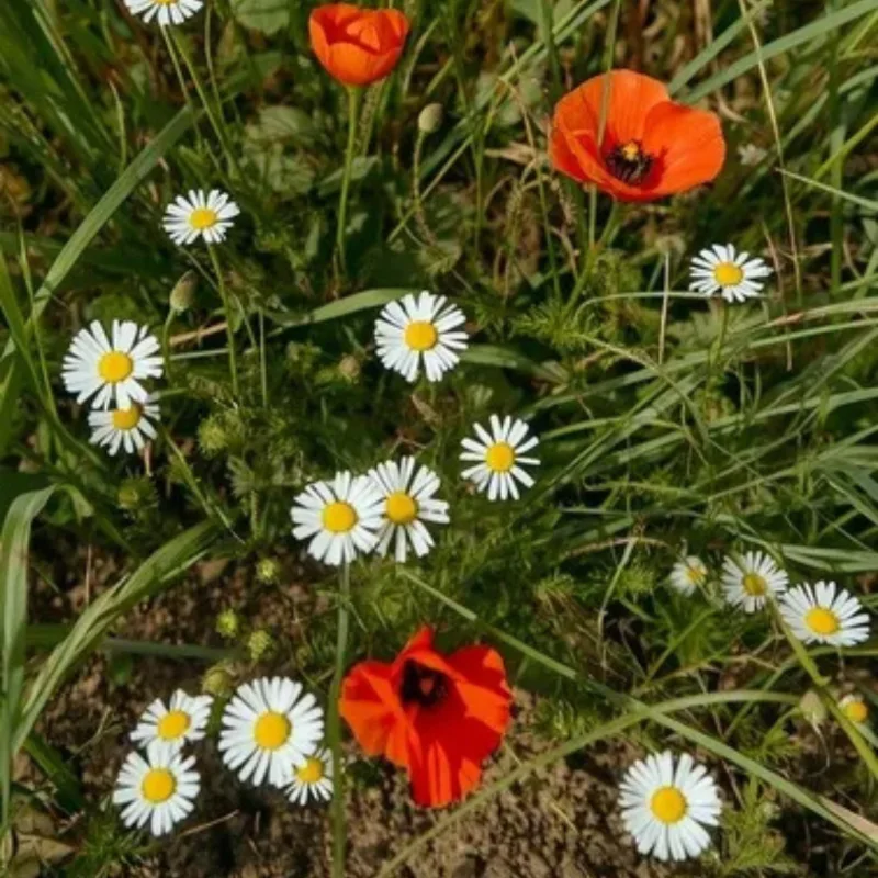 Wildflower Topsoil