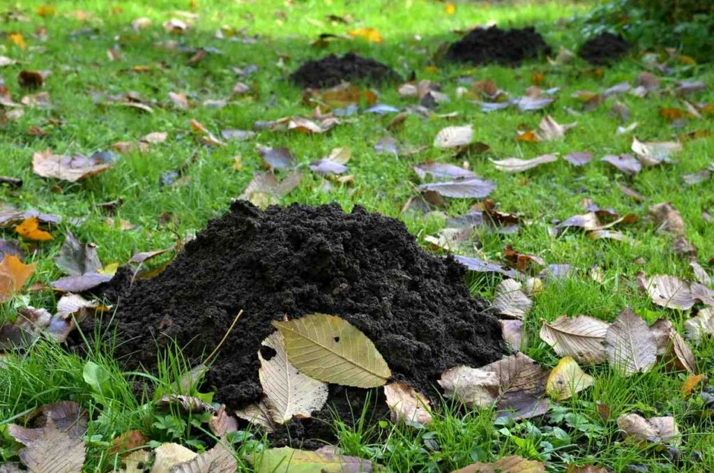 mound of soil and leaves on grass