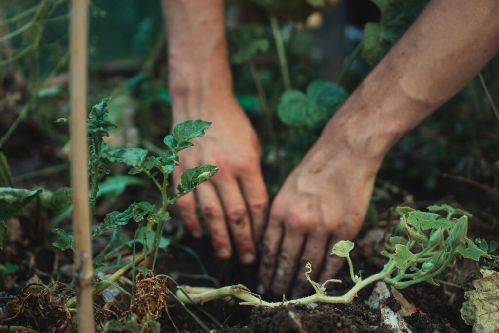 hands digging in topsoil in surrey