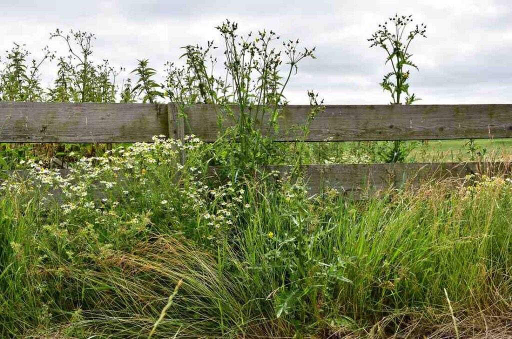 weeds and grass