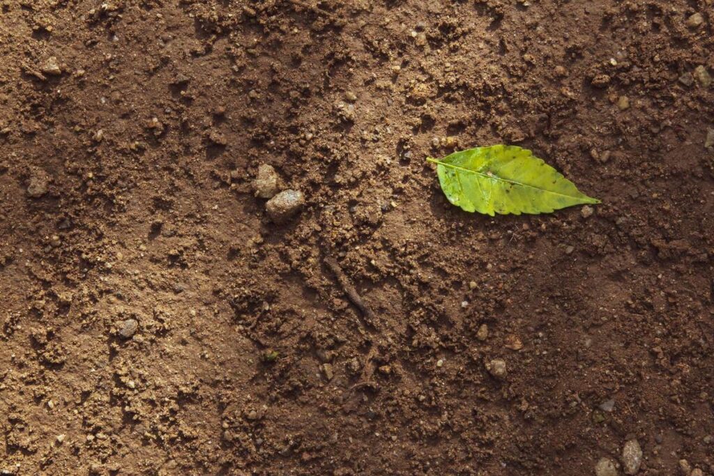 topsoil in andover - green leaf on brown soil