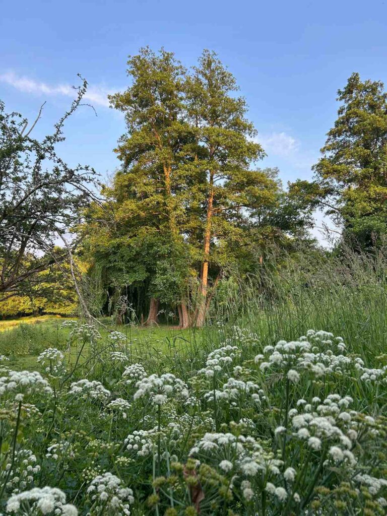 topsoil in guildford - green field