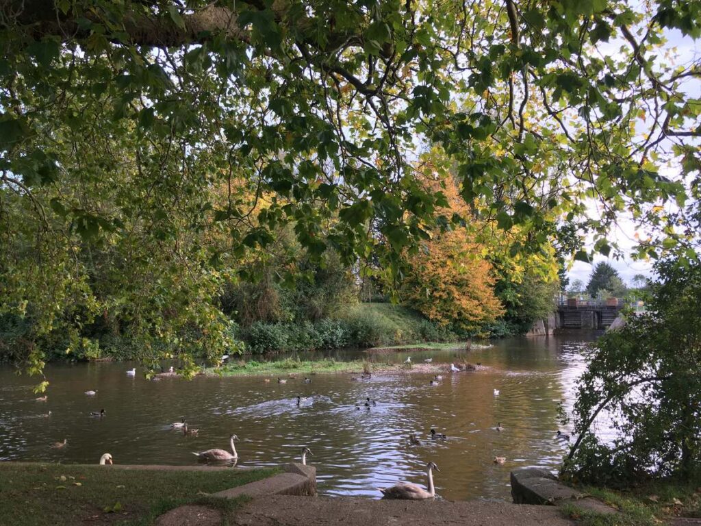 topsoil in taunton - river and trees in taunton